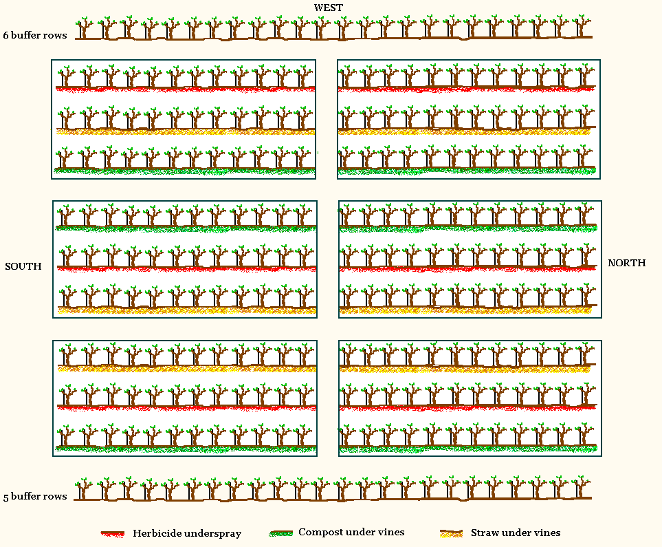 A diagram showing the layout of the three treatments in six blocks on the vineyard.