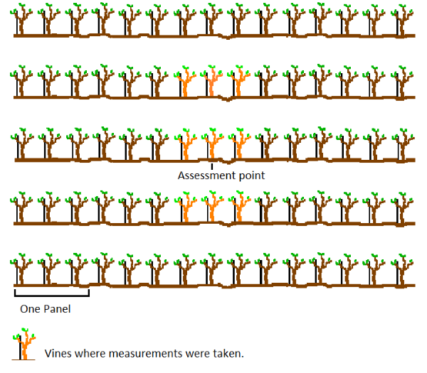 Diagram of assessment points in vineyard