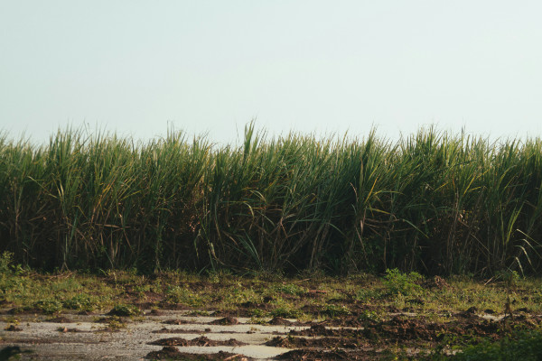 Side view of a field of sugar cane.