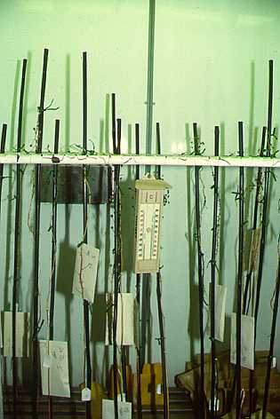 Temperature controlled maturation environment for grasses.