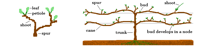 Diagram showing parts of a vine