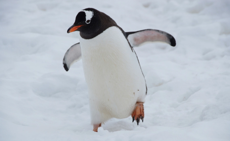 White and black penguin on snow covered ground during daytime.