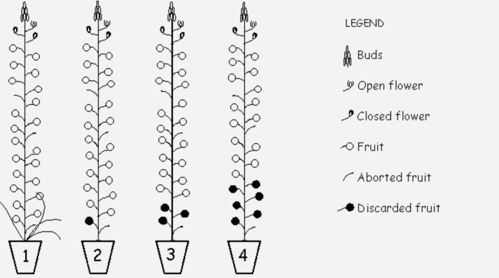 Chart showing fruit harvest yield