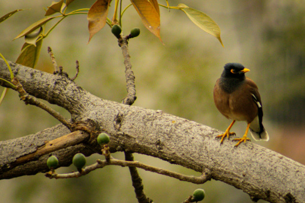 An India Minor bird sitting on a tree branch.