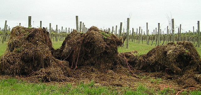 Piles of straw mulch, in front of rows of vines