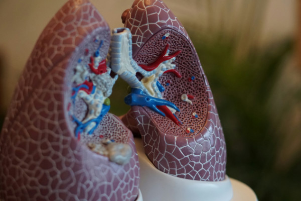 Photography of a plastic model of lungs.