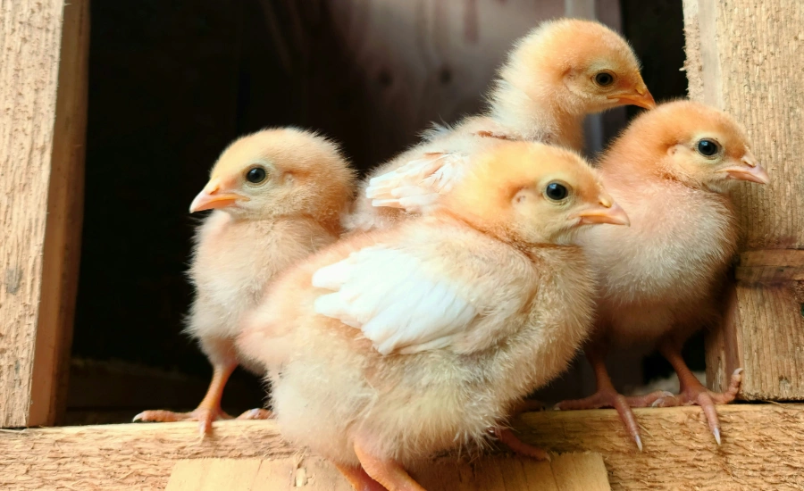 Four yellow chicks.
