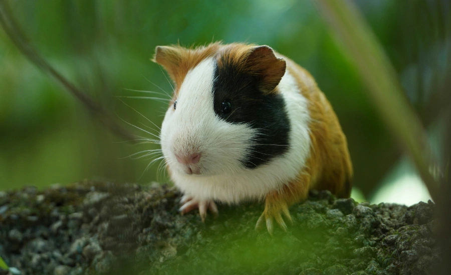 Close up of a guinea pig on a log